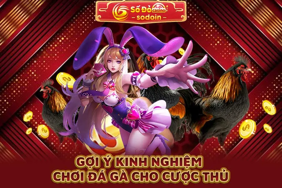 gợi-ý-kinh-nghiệm-chơi-đá-gà-cho-cược-thủ
